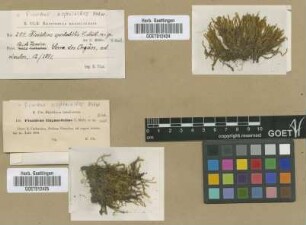 Fissidens spectabilis Müll.Hal. [original material]