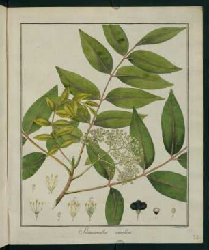 32r, Simaruba excelsa
