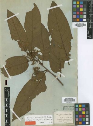 Myristica mocoa A.DC. [isotype]