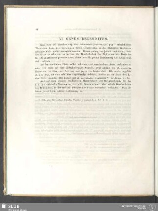 VI. Genus Belemnites