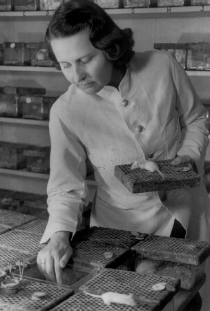 Eine Laborantin arbeitet mit Mäusen als Versuchstiere im Krebsforschungsinstitut Hamburg. Aufgenommen 1949