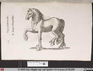 Equus octo pedibus.