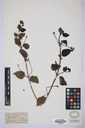 Lantana camara L.