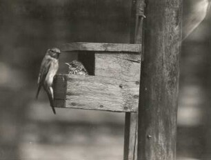 Grauer Fliegenfänger (Fliegenschnäpper; Muscicapa atricapilla L.) beim Füttern an Halbhöhle