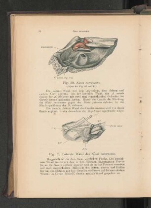 Fig. 50. Sinus cavernosus.