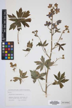 Delphinium staphisagria L.
