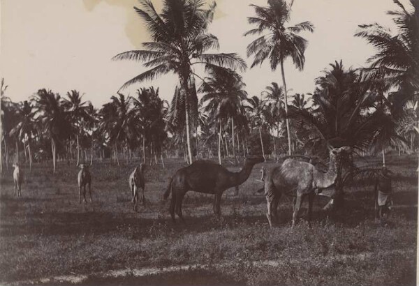 Dromedaries in front of palm trees