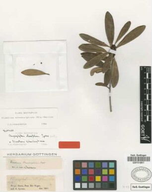 Elaeoluma schomburgkiana (Miq.) Baill.