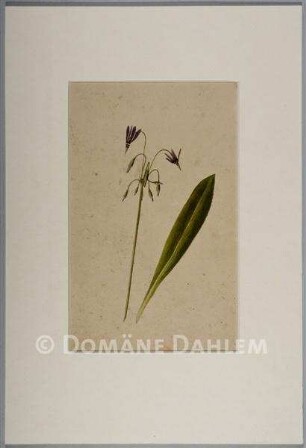 Tuschzeichnung "Blumen"