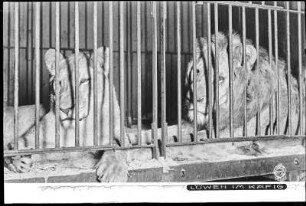 Dresden, Zoologischer Garten, Löwen im Käfig
