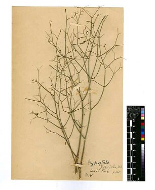 Caryophyllaceae Gypsophila Rokejeka Raffeneau-Delile, Alire (1778 - 1850) [Wadi Fara (Trockental)]
