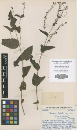 Veronica latifolia L.