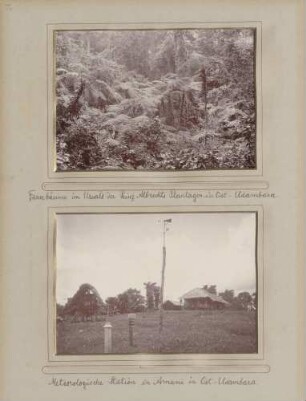 links: Farnbäume im Urwald der Prinz-Albrechts-Plantagen in Ost-Usambara rechts: Meteorologische Station in Amani in Ost-Usambara