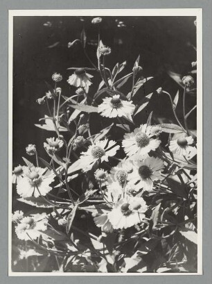 Margeriten