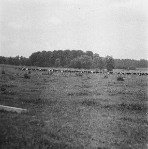 Wessin - ein Dorf in Mecklenburg. Weidende Kühe