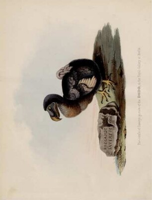 Fac-simle of Savery's picture of the Dodo, in the Royal Gallery at Berlin
