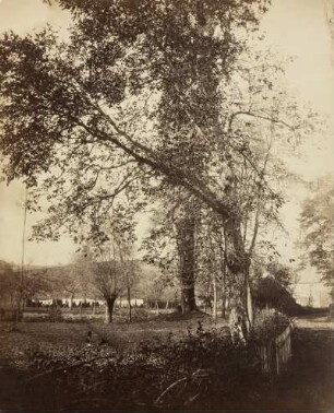 Landschaft mit Bäumen und Wäsche