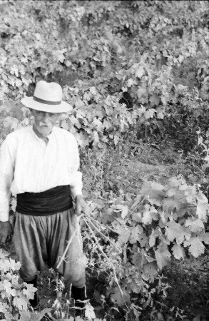 Konavle-Tal: Weinbauer in den Reben, näher