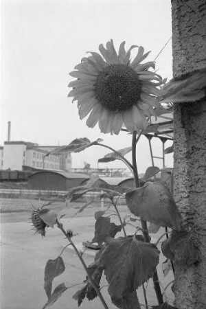 Sonnenblumen-Blüte im Karlsruher Rheinhafen