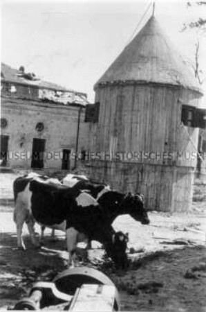 Weidende Kühe im Hof der zerstörten Reichskanzlei