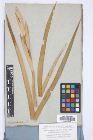 Iris halophila Pall