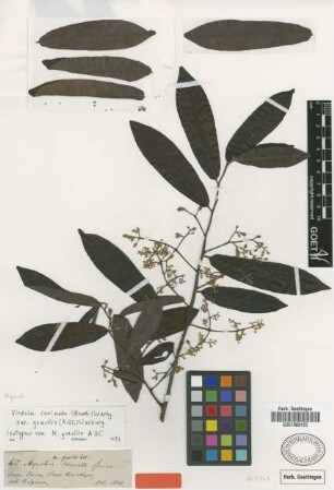 Virola carinata (Benth.) Warb. var. gracilis (A.DC.) Warb.