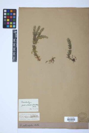 Phlegmariurus petiolatus (C. B. Cl.) H. S. Kung & L.B. Zhang