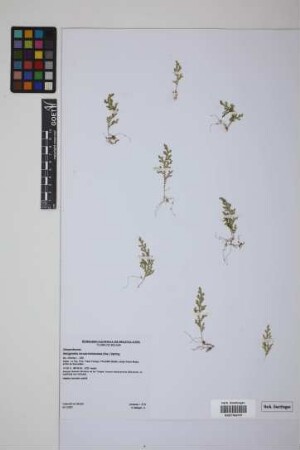 Selaginella novae-hollandiae (Sw.) Spring
