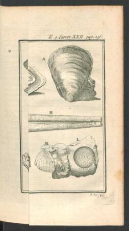 Tafel: Les Coquillages bivalves.