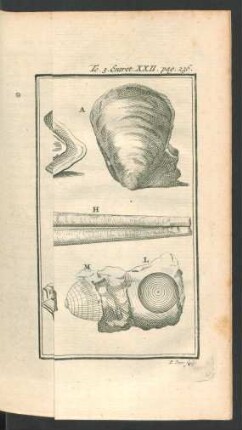 Tafel: Les Coquillages bivalves.