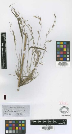 Chusquea lorentziana Griseb. [type]