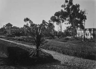 Garten : Garten in Asmara