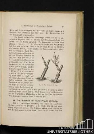 15. Das Veredeln mit krautartigem Edelreis.