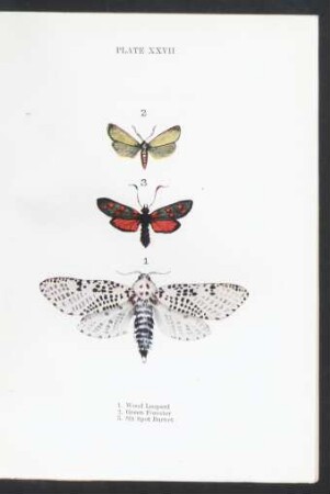 Plate XXVII