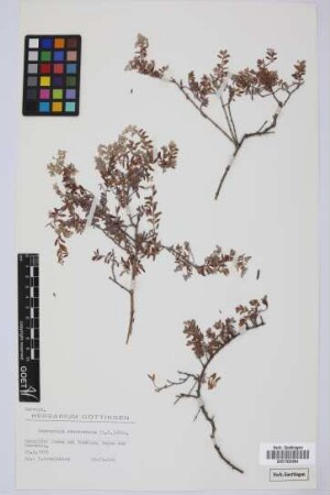 Paronychia canariensis Juss.