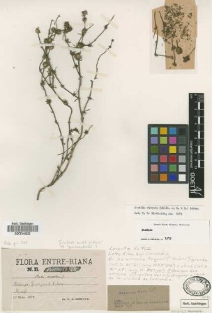 Staelia caespitosa Griseb. [type]
