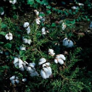 Thessalien. Baumwollpflanze mit geöffneten reifen Baumwollkapseln