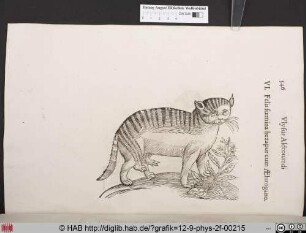Felis foemina hexapus cum AElurogano.
