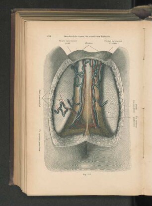 Fig. 412. Oberflächliche Venen des männlichen Perineum.