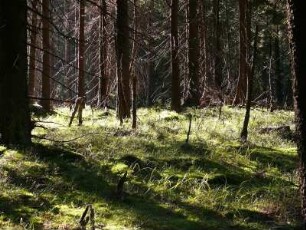 im Nationalpark Hochharz im Brockengebiet