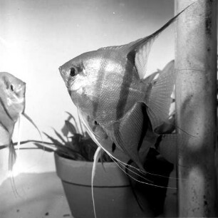 Dreieich-Buchschlag. Tropicarium. Zierfisch im Aqarium