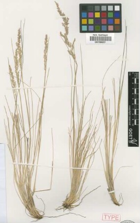 Agrostis rosea Griseb. [type]