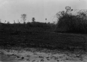 Abgebranntes Land : Braches Land durch Feuer zerstört. Einzelne Bäume und Sträcuher sind übrig.