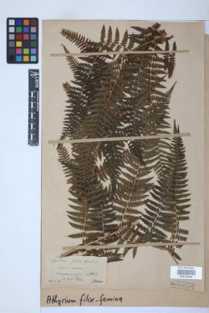 Athyrium filix-femina (L.) Roth