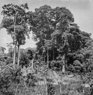 Regenwald : Beginnender Regenwald