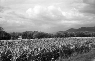 Heuweiler: Maisfeld und Kornfeld und Wolkenhimmel