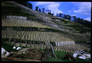 Glottertal, Oberglottertal: Weinberg