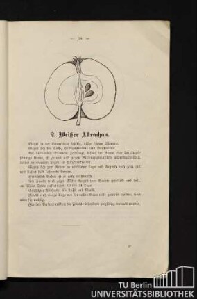 2. Weißer Astrachan.