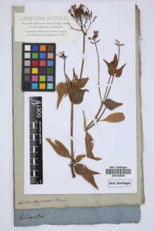 Centranthus ruber Durand