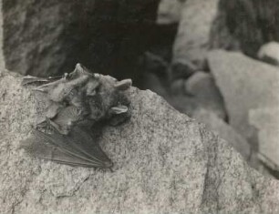 Großes Mausohr (Riesenfledermaus, Myotis myotis BORKH.), kriechend